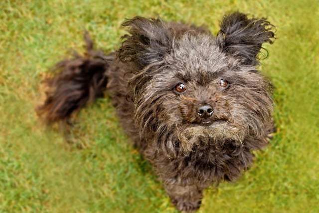 This breed of dog is sweet, loving, intelligent, and willing to please (Photo: Shutterstock)