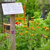 The Walled Kitchen Garden at Guy’s Cliffe will be opening as part of the National Garden Scheme (NGS) on Saturday July 22, from 10am-3.30pm. Photo by John Bray