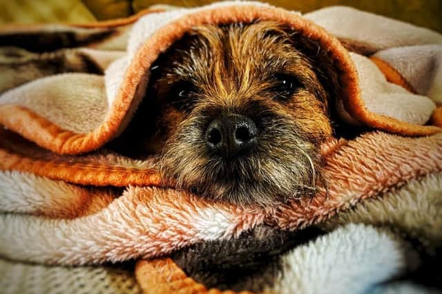 Cute border terrier