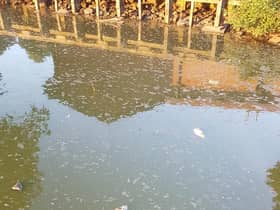 Dead fish have been spotted in Abbey Fields lake in Kenilworth this week. Photo supplied