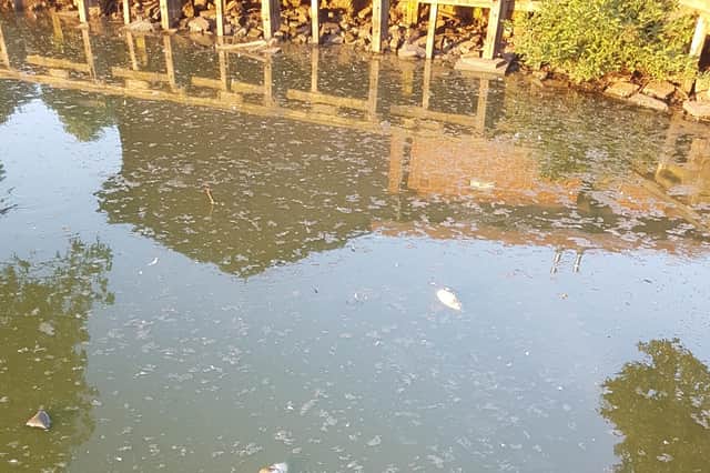 Dead fish have been spotted in Abbey Fields lake in Kenilworth this week. Photo supplied