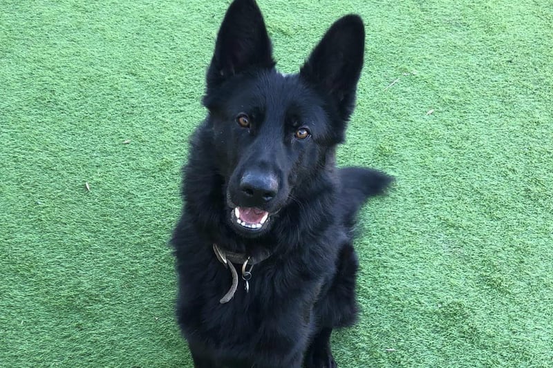 Triad Rugby Dogs In pictures: These adorable Rugby rescue dogs are looking for loving ...
