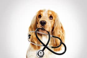 More than half of vets (52 per cent) said the number of clients reporting difficulty covering the cost of preventative veterinary care for their animal had increased compared to 2021 (photo: Adobe)