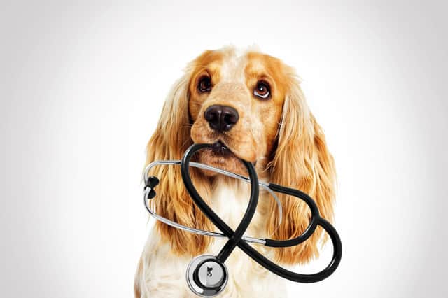 More than half of vets (52 per cent) said the number of clients reporting difficulty covering the cost of preventative veterinary care for their animal had increased compared to 2021 (photo: Adobe)