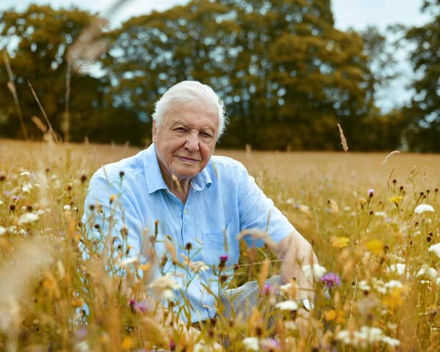 Sir David Attenborough says nature in the British Isles can be as dramatic and spectacular as anything else he’s seen across the world