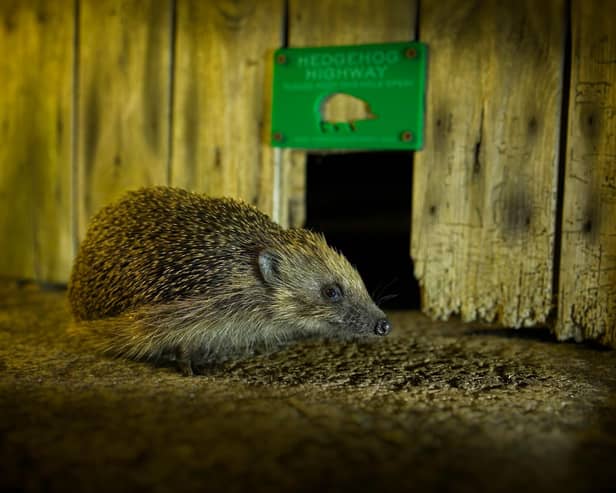 BG - A hedgehog by a Hedgehog Highway- Credit Christopher Morgan