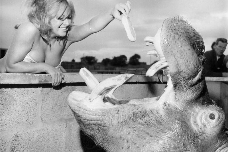 Jay Mason, from Leamington Spa, drops a bun into the gaping mouth of 6 year old Harry the Hippo, a resident at Coventry Zoo, on 12th August 1966.