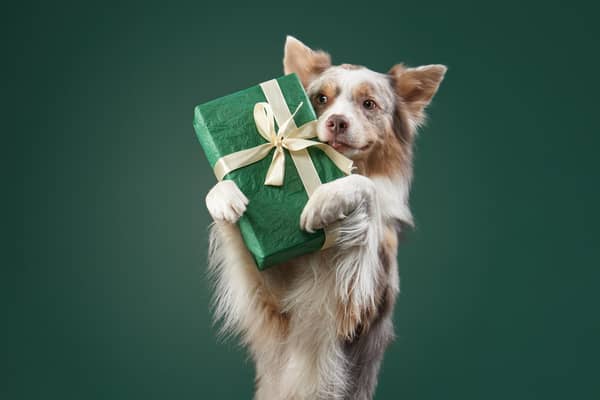 Christmas season poses a number of dangers for our precious pets (photo: Adobe)