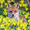 Fox at Spring