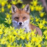 Fox at Spring