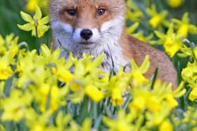 Fox at Spring