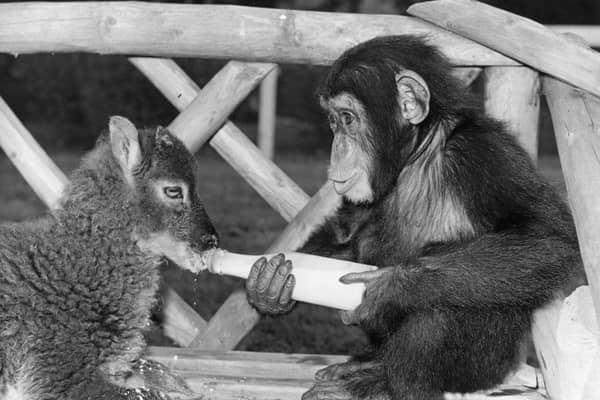 A chimpanzee bottle-feeds a lamb at Southam Zoo Farm on 23rd August 1968. The owners of the zoo, Mr and Mrs Clews, bring up many of the animals as their pets; the animals, are, as a result, of a friendly disposition.