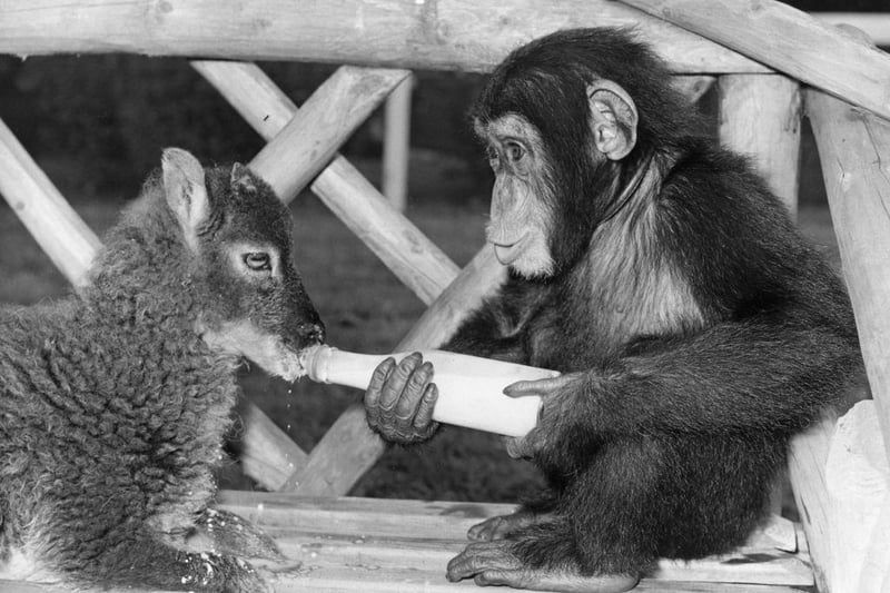 A chimpanzee bottle-feeds a lamb at Southam Zoo Farm on 23rd August 1968. The owners of the zoo, Mr and Mrs Clews, bring up many of the animals as their pets; the animals, are, as a result, of a friendly disposition.