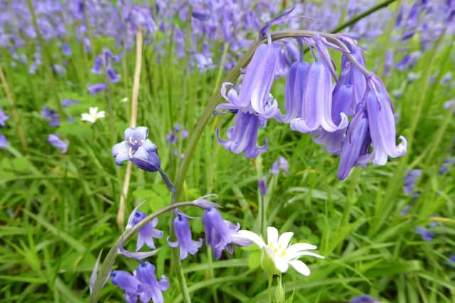 Bubbenhall Wood (photo by Frances Wilmot)