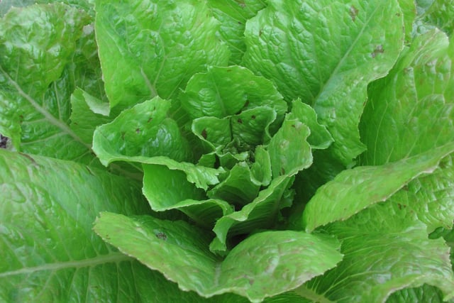 Lettuce Bloody Warrior