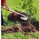Community groups are being given extra time to apply to create community orchards and micro woods across the county. Photo supplied by Warwickshire County Council