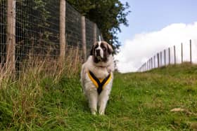Dogs Trust Kenilworth has issued guidance ahead of Dog Theft Awareness Day. Picture supplied.