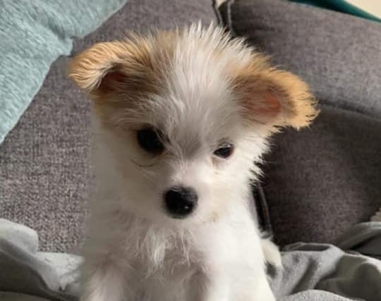 Gorgeous little Tink.