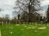 Some of the damaged trees on the Campion Hills in Leamington.