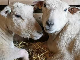 Farm animals at FARS in Wolverton. Picture submitted.