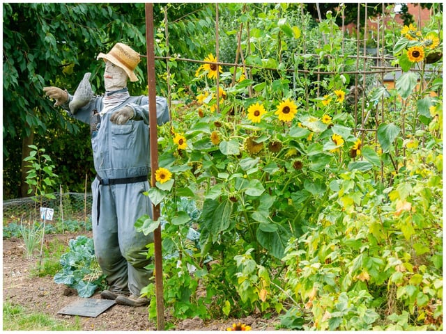 The judging of the scarecrows took place on August 16. Photo by Mike Baker