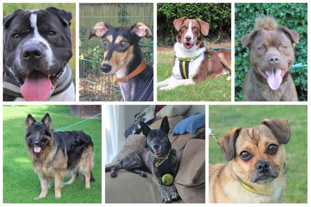 Dogs Trust Kenilworth has many dogs ready to head off to their forever homes – or foster homes.