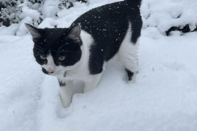 First time in the snow for Binx.