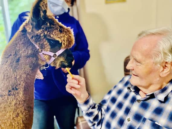 Alpacas Caya and Gisila who went from room to room visiting all of 85 residents at Barchester’s Overslade House Care Home, as part of a visit from The Alpaca Pals.