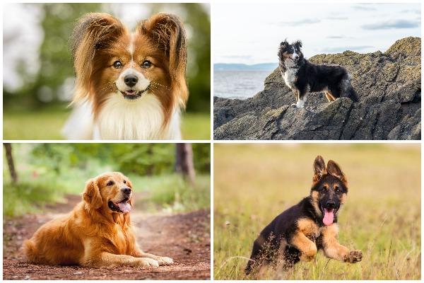 Dogs