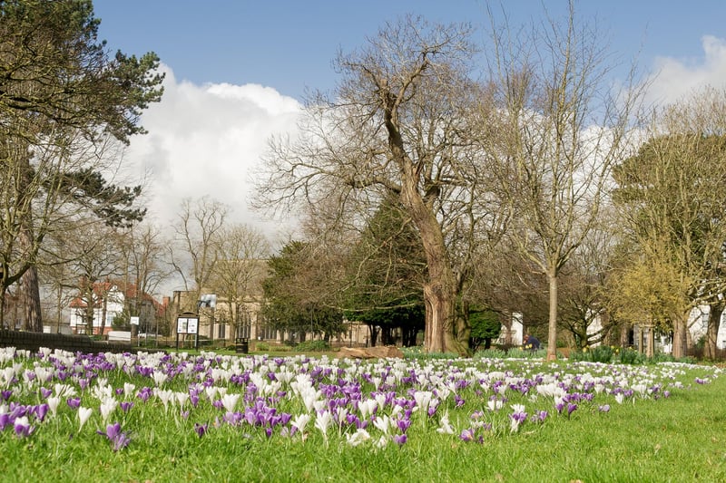 The spring flowers in Christchurch Gardens in Leamington.