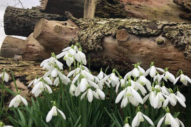 Snowdrops. Photo by Denise Stanton