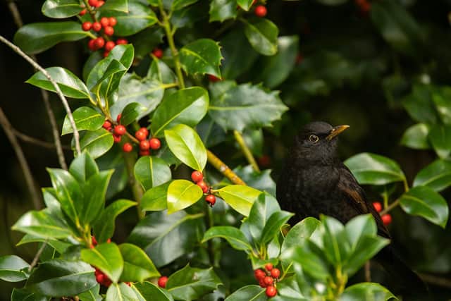 BG - A Blackbird