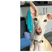 Milagro the rescued Spanish Galgo