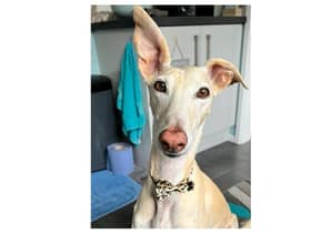 Milagro the rescued Spanish Galgo