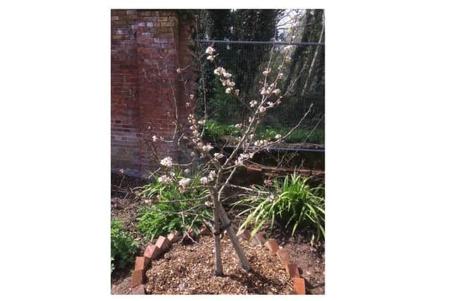 The pear tree sapling in Guy's Cliffe Walled Garden (GCWG). Photo courtesy of Lesley Hall of the GCWG
