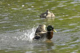 Ducks in St James's Park, London.