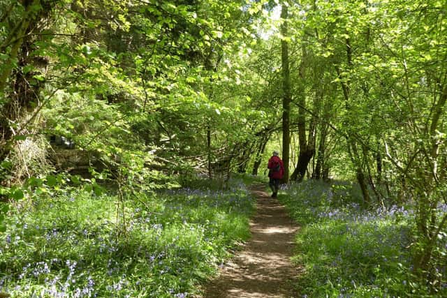 Wappenbury Wood (photo by Frances Wilmot)