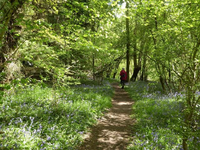 Wappenbury Wood (photo by Frances Wilmot)