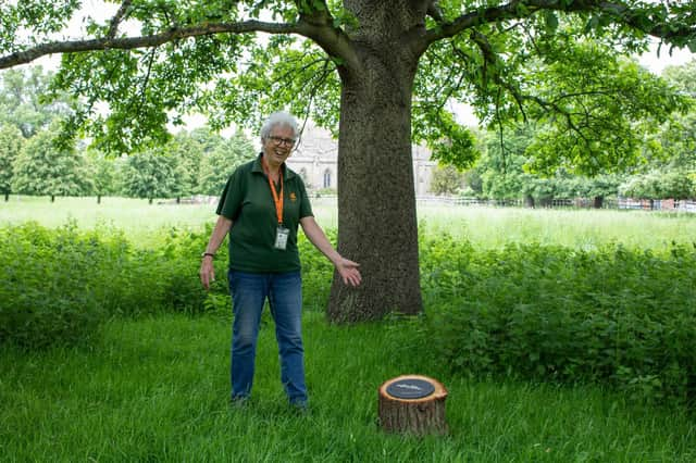 Judy Klinkenberg, volunteer at Charlecote Park with one of the new Tree Walk markers. Photo by Lyndsay Hooper