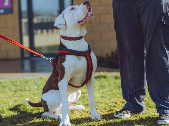 Two-year-old Bruno is a rambunctious boy who wants all the fuss and attention in the world. He's energetic - keeping up with him can be a challenge! It's a challenge that's definitely worth meeting, however.