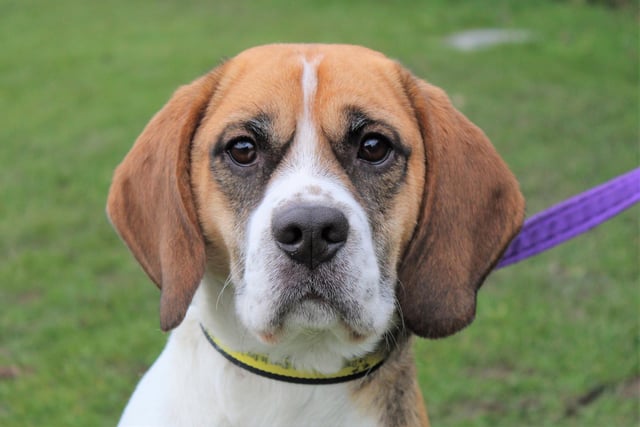 Barry, two, is a typical Beagle with bags of personality! He enjoys his treats, toys and walks and would love to lap up all the love on offer so would like to be the only dog in the home. Barry can be sensitive when being handled so he would like an adult only home with owners that will take things slow and give him time to settle in. He will need a fully secure garden and his owners will need to  continue his training so that he can reach his full potential.