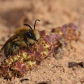 The Spring Plasterer Bee has been spotted at Ryton Pools Country Park - marking the first time it has been seen in Warwickshire. Photo supplied by Warwickshire County Council