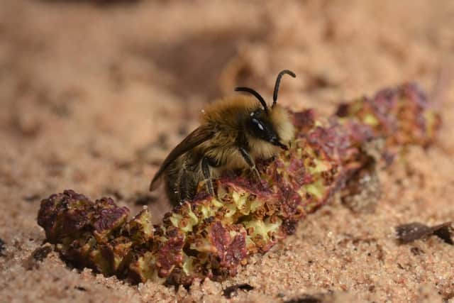 The Spring Plasterer Bee has been spotted at Ryton Pools Country Park - marking the first time it has been seen in Warwickshire. Photo supplied by Warwickshire County Council