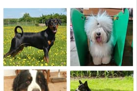 Here are four of the Crufts hopefuls. Find out more about them in the gallery.