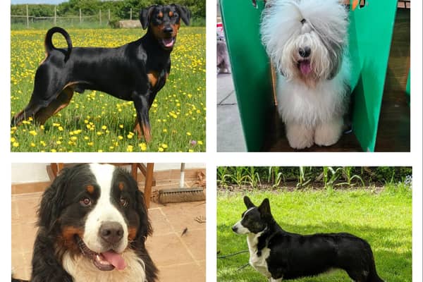 Here are four of the Crufts hopefuls. Find out more about them in the gallery.