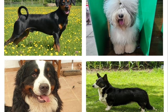 Here are four of the Crufts hopefuls. Find out more about them in the gallery.