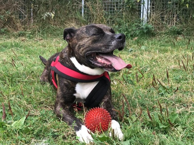 Skittles is the oldest dog on the list - not only that, but she's also been looking for an owner for longer than any of the others. At seven years old, she's mellowed out a bit - she'd be so grateful if you could be the one to finally give her a forever home.