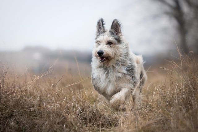 The Berger Picard is a great companion for athletic owners. They are agile, intelligent dogs (Photo: Shutterstock)