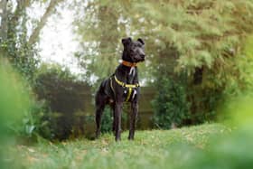 Peter the Lurcher is looking for his forever home