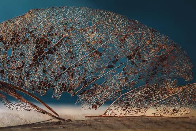 Winner of the Club Level Digital Image category – Decayed Leaf by Phil Stockwell